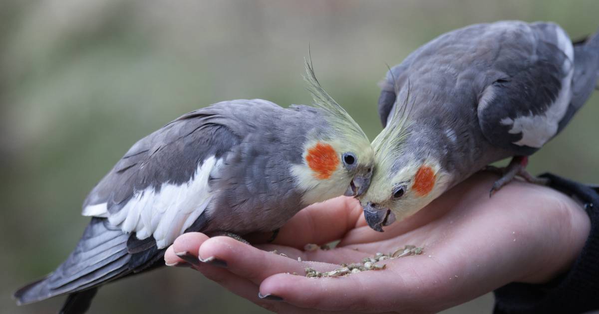 Cockatiel Bird