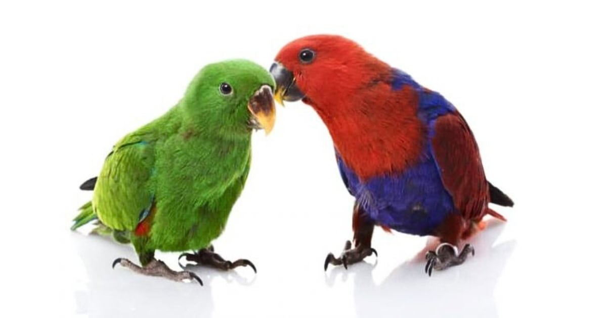 Eclectic bird
