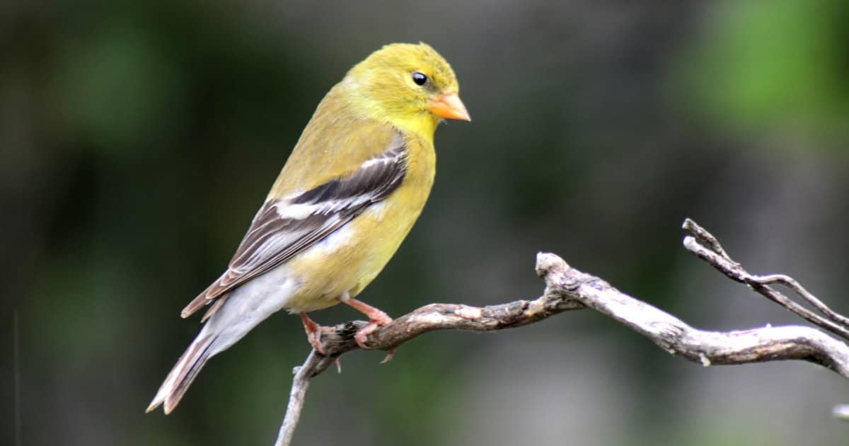 Finch Bird