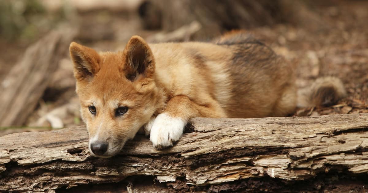 Wild dingo