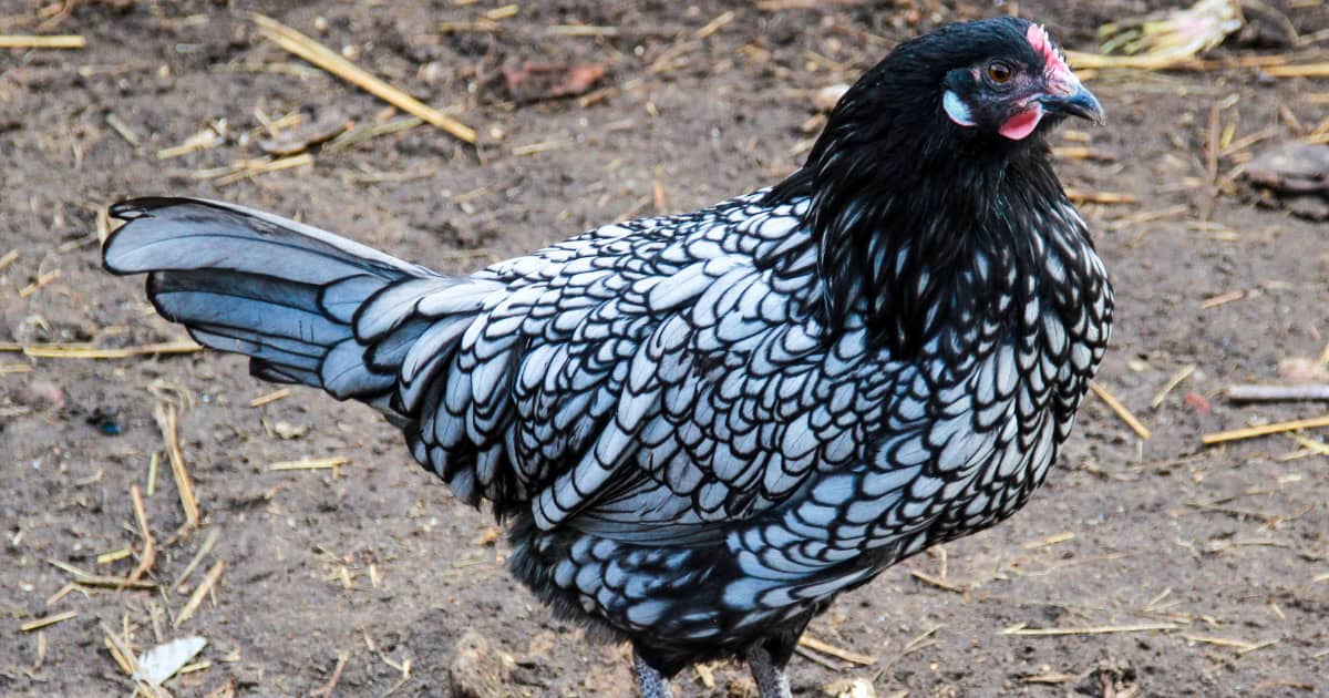 Ancona Chicken Breed Ancona Chicken Breed