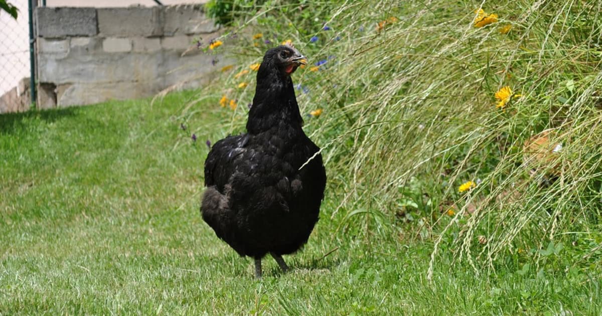 Jersey Giant Black Chicken Breed Jersey Giant Black Chicken Breed