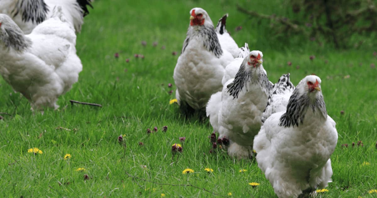 Large Black and White Brahma Flock Large Black and White Brahma Flock