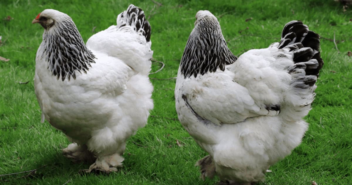 Large Black and White Brahma Pair Large Black and White Brahma Pair