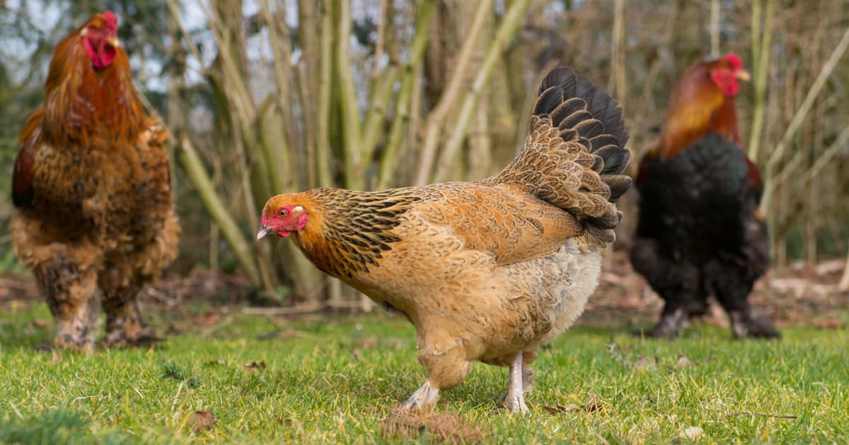 Large Brown Brahma Chicken Large Brown Brahma Chicken