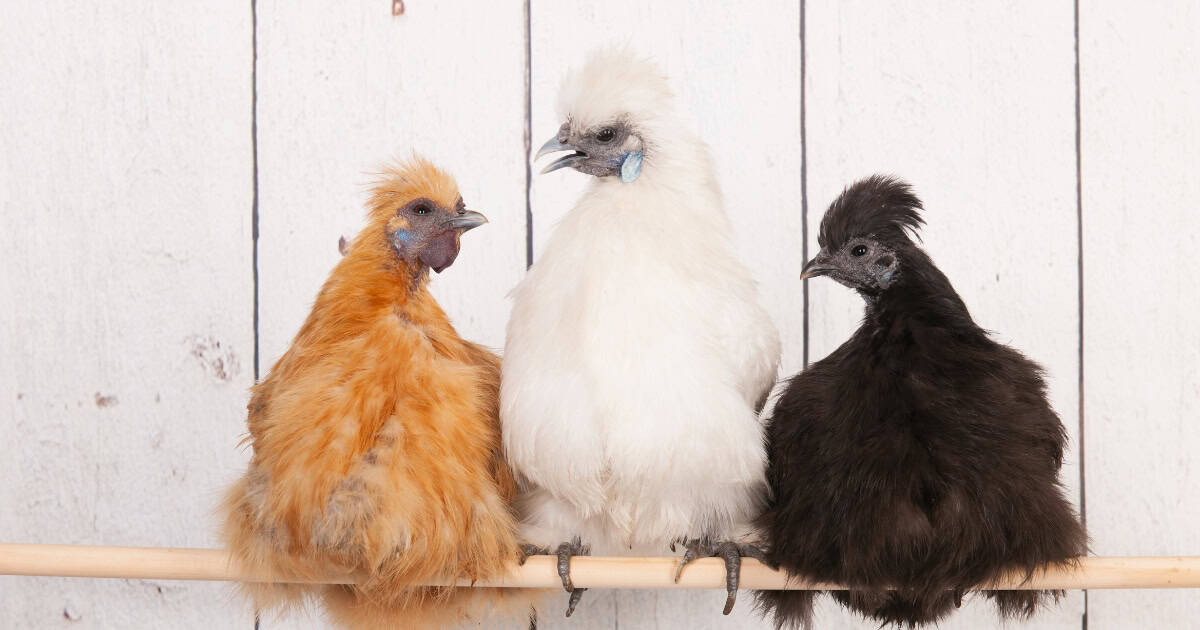 Silkie Chicken Breed Colours Silkie Chicken Breed Colours
