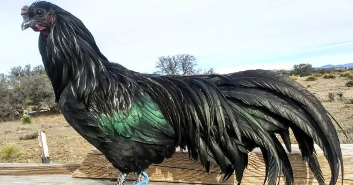 Sumatra Black Chicken Breed Sumatra Black Chicken Breed
