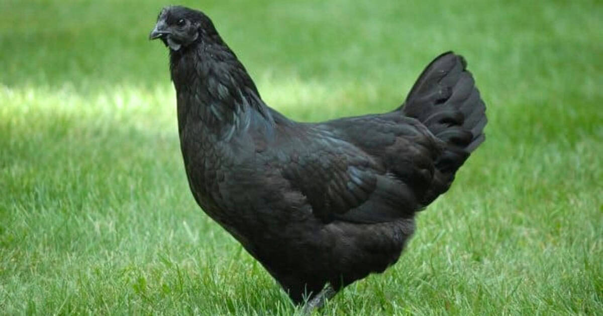 Svart Hona Black Chicken Breed Svart Hona Black Chicken Breed