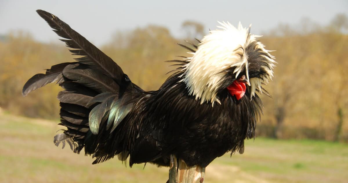 White Crested Black Polish Black Chicken Breed White Crested Black Polish Black Chicken Breed