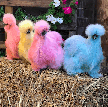Kris's Colourful Birds Kris's Colourful Birds