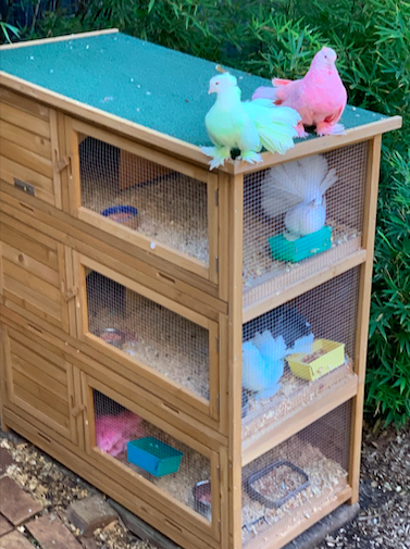Kris's Birds in the Somerzby Tri Level Hutch Kris's Birds in the Somerzby Tri Level Hutch