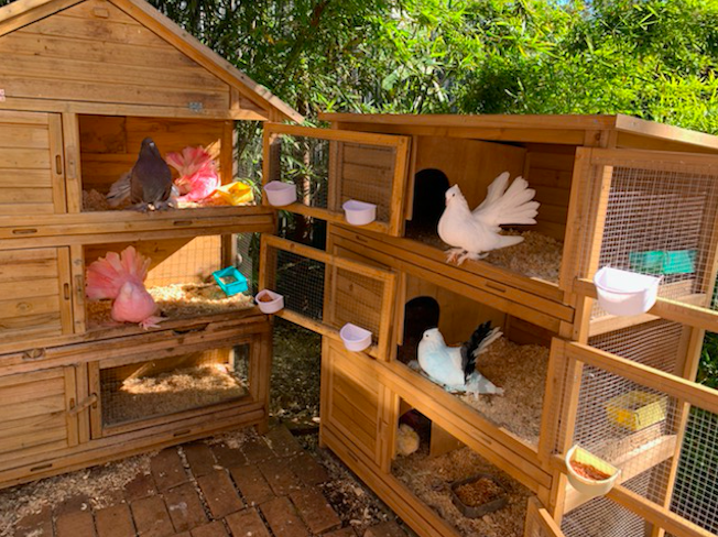 Kris's Birds love their safe Tri Level Enslosure Kris's Birds love their safe Tri Level Enslosure