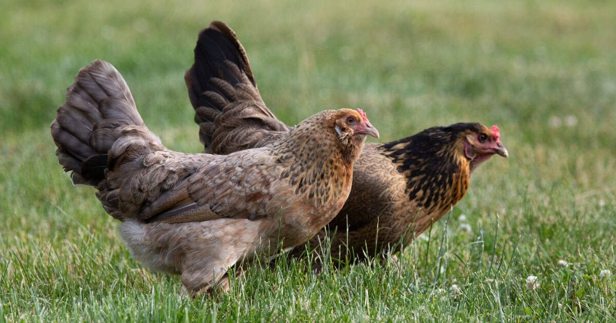 Ameraucana Chickens Ameraucana Chickens