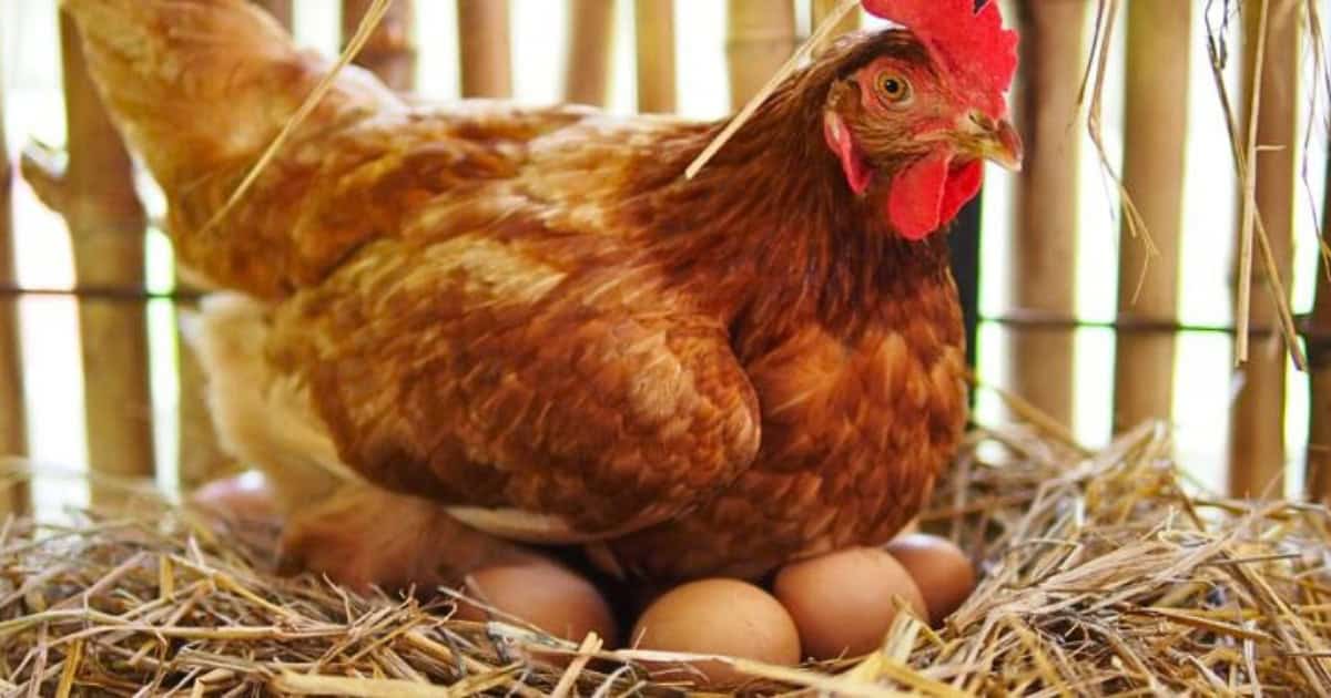 Best Chickens for fresh eggs Best Chickens for fresh eggs