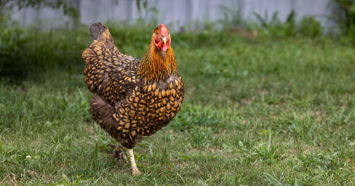 Golden Laced Wyandottes Golden Laced Wyandottes