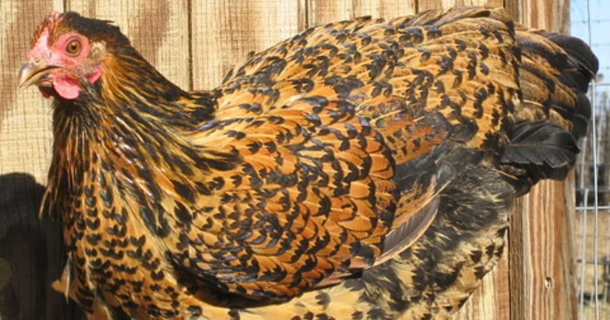Java Chicken Breed Java Chicken Breed