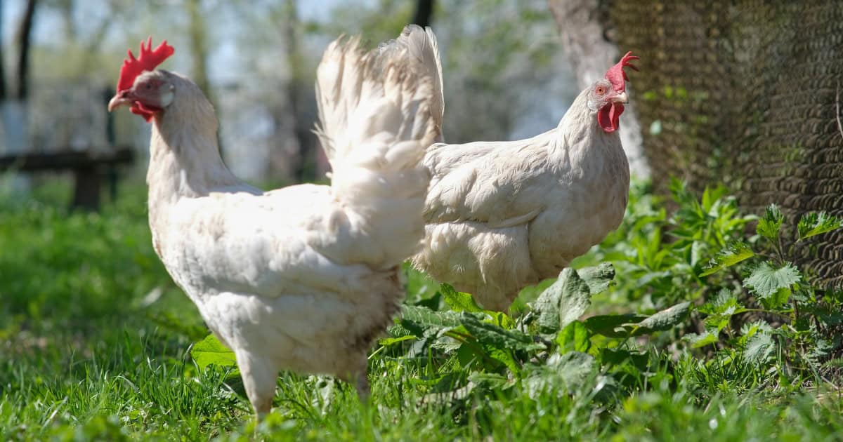 Leghorn Chickens Leghorn Chickens