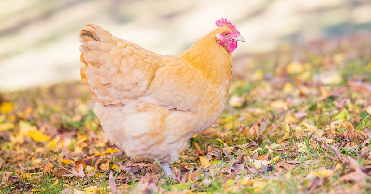 Orpington Hen Orpington Hen