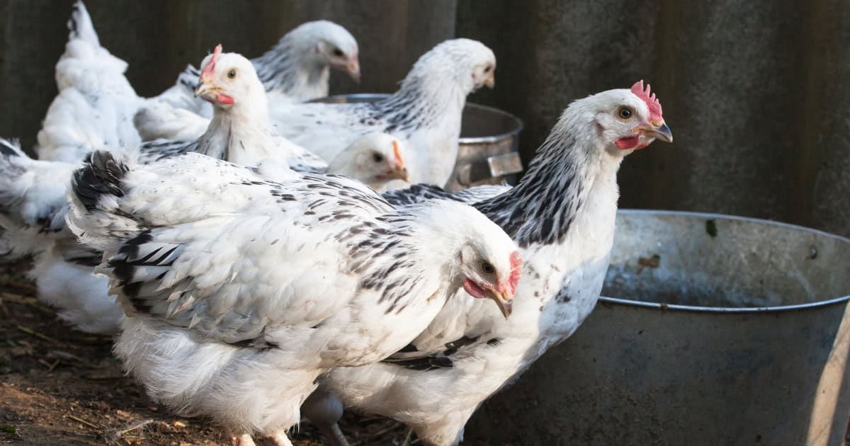 Young Sussex Hens Young Sussex Hens