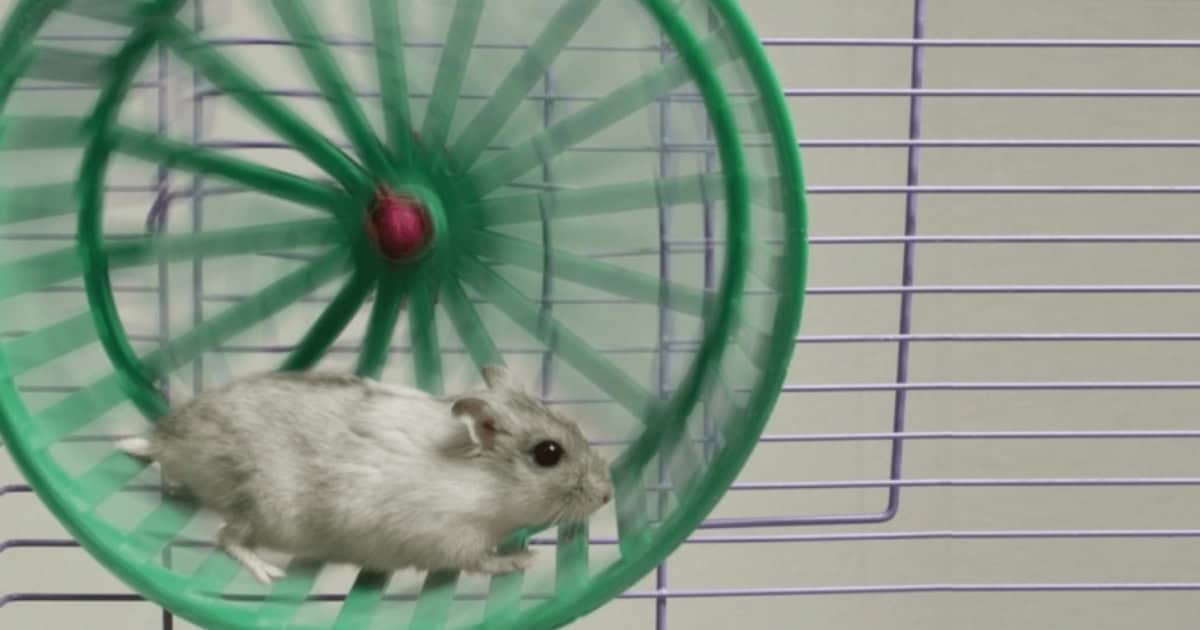 Rats Playing on Spinning Wheel Rats Playing on Spinning Wheel