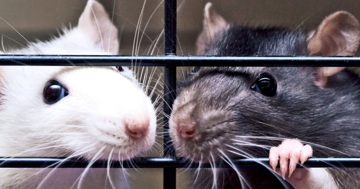The Best Cages for Pet Rats The Best Cages for Pet Rats