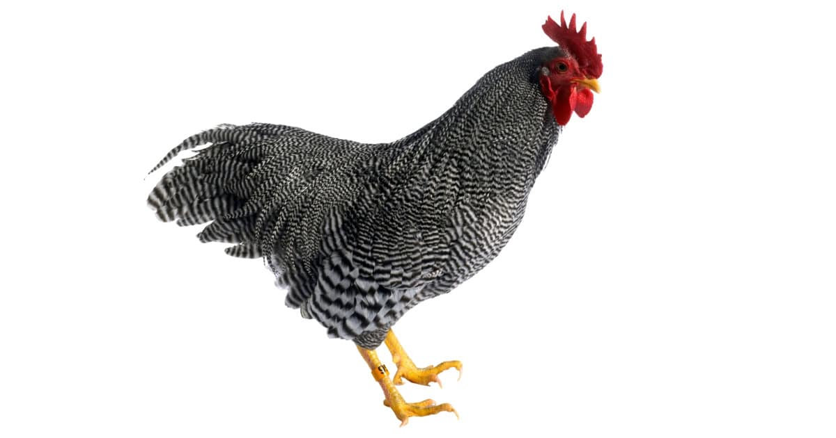 Barred Plymouth Rock Barred Plymouth Rock
