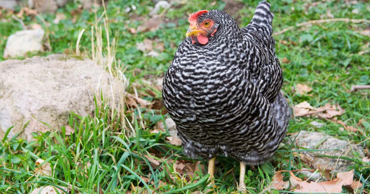 History of the Plymouth Rocks hen History of the Plymouth Rocks hen