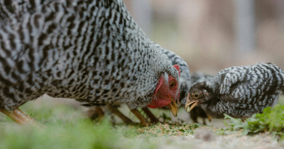 Plymouth Rocks chicken Plymouth Rocks chicken
