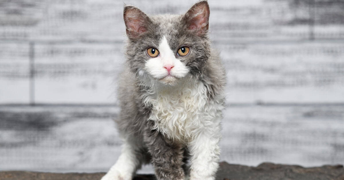 Selkirk Rex