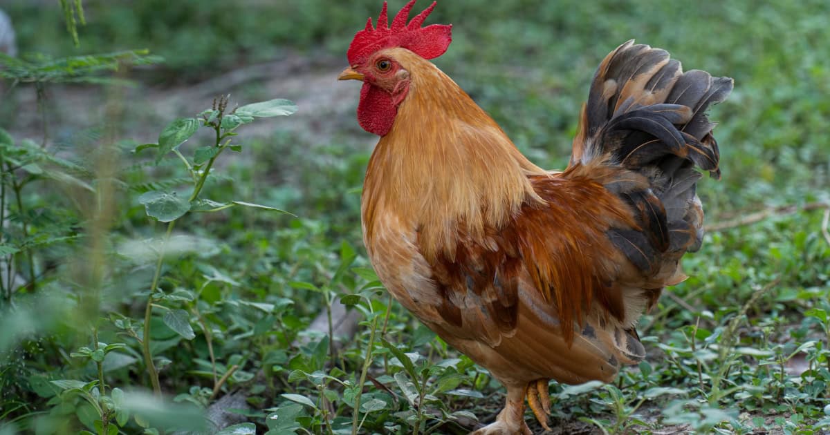 Bantam Chickens are smaller versions of the Original Bantam Chickens are smaller versions of the Original