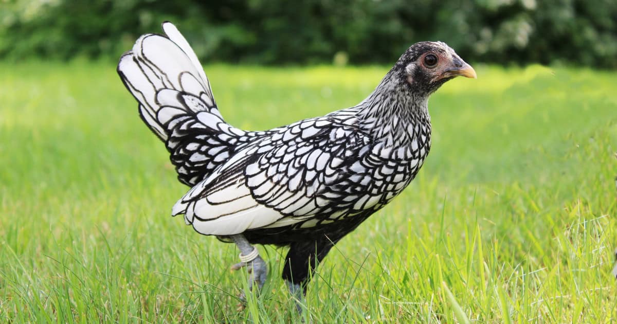 Bantam Variety - Brahma Bantam Variety