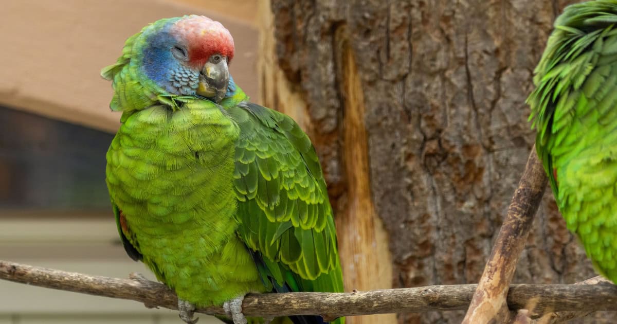 Amazon Parrot
