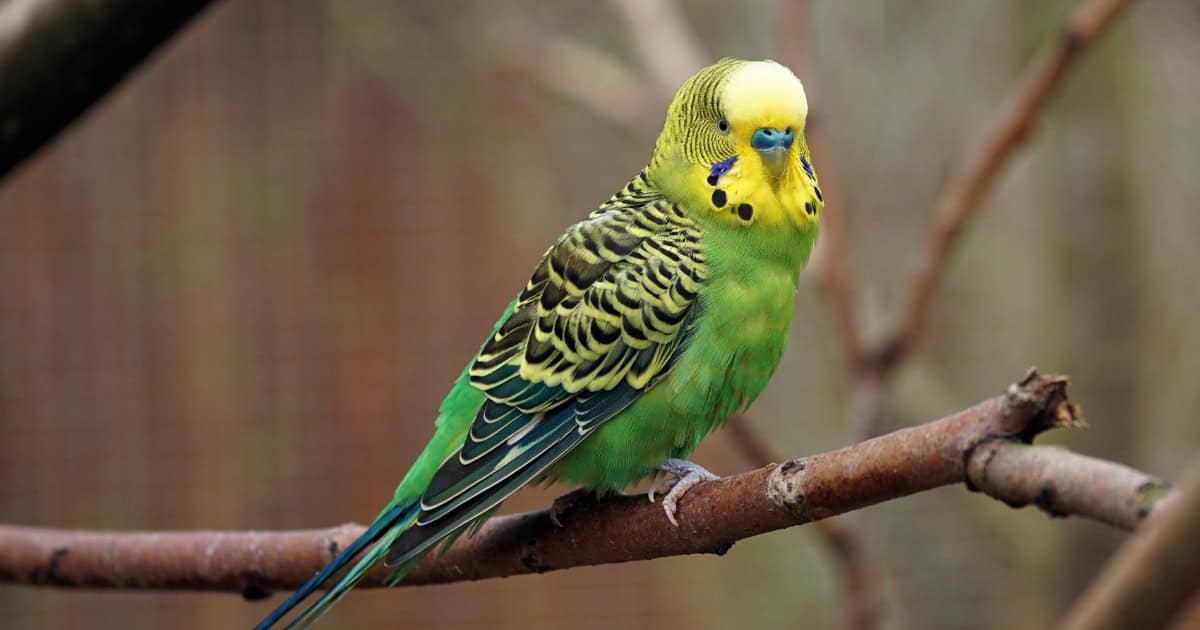 Budgie Bird Budgie Bird