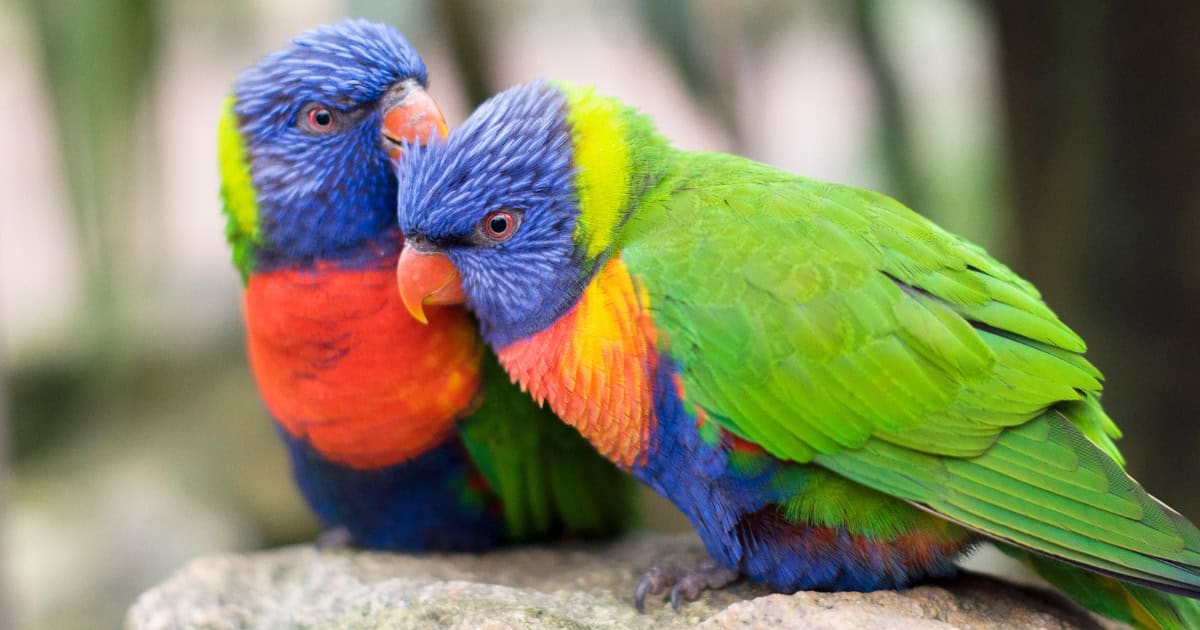 Lorikeet Breed Lorikeet Breed