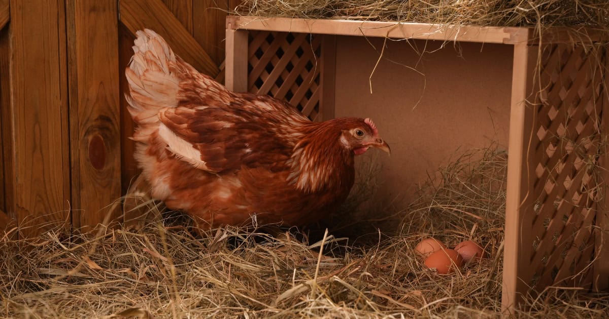 The adequate depth and nest size needs to be 30cm cubed The adequate depth and nest size needs to be 30cm cubed
