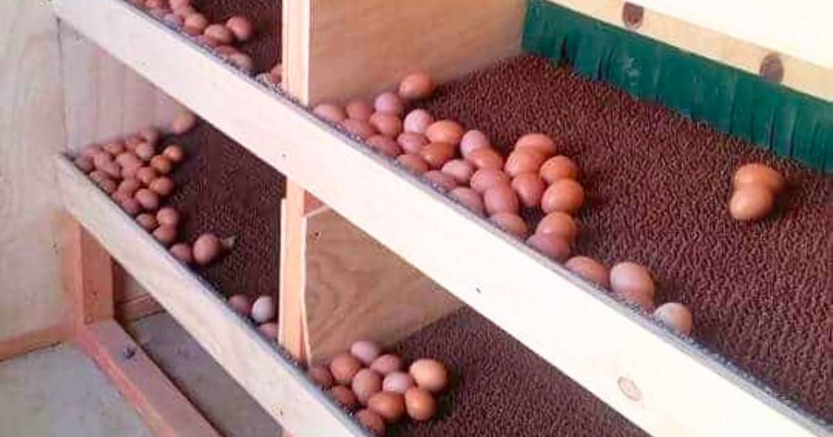 Eggs to roll towards the front or back of the nesting box Eggs to roll towards the front or back of the nesting box