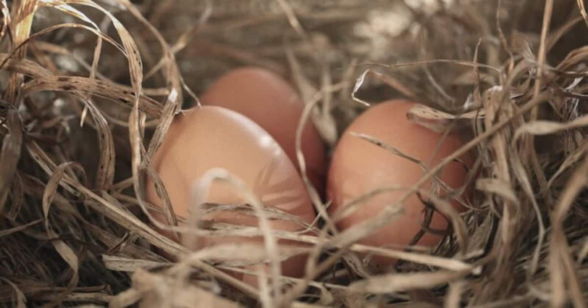 For the perfect nesting box, make sure it is enclosed, dark and gives your hens privacy What Is A Nesting Box
