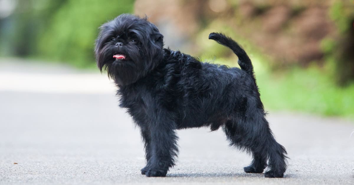 Affenpinscher Affenpinscher