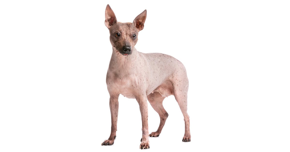 American Hairless Terrier American Hairless Terrier