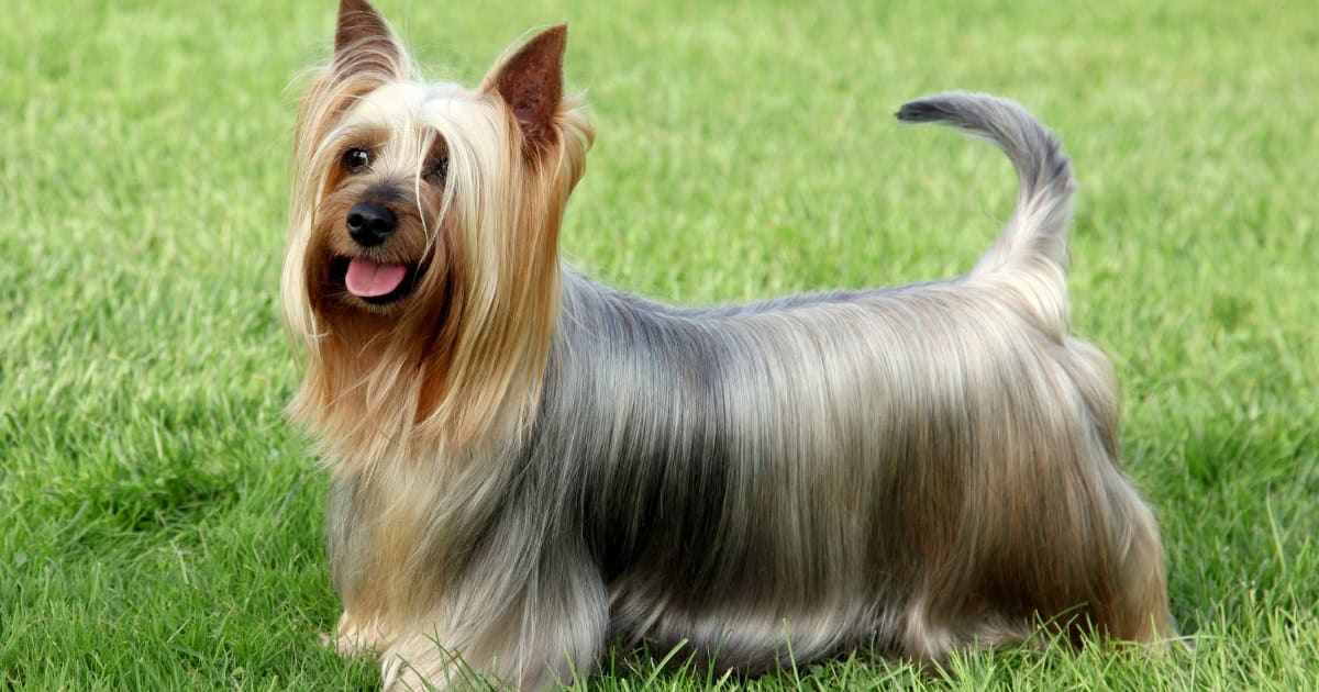 Australian Silky Terrior Australian Silky Terrier