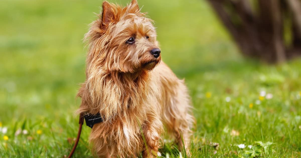 Australian Terrier Australian Terrier