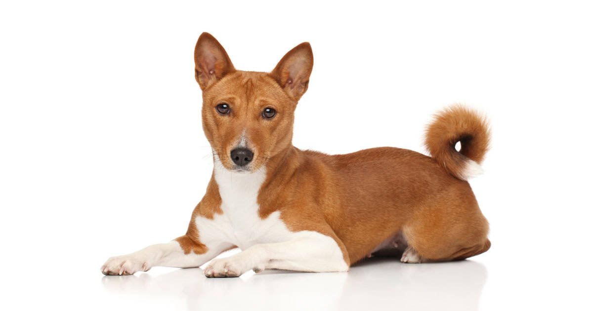 Basenji Basenji