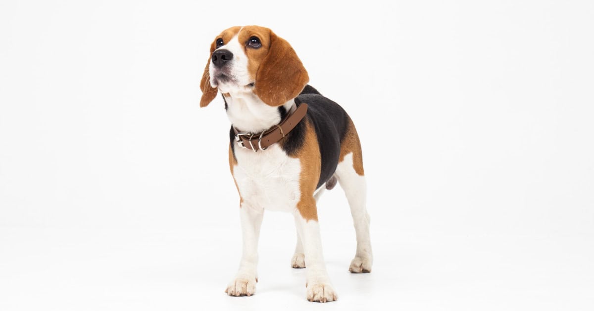 Beagle Beagle