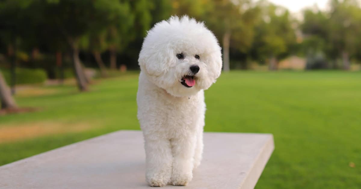 Bichon Frise Bichon Frise