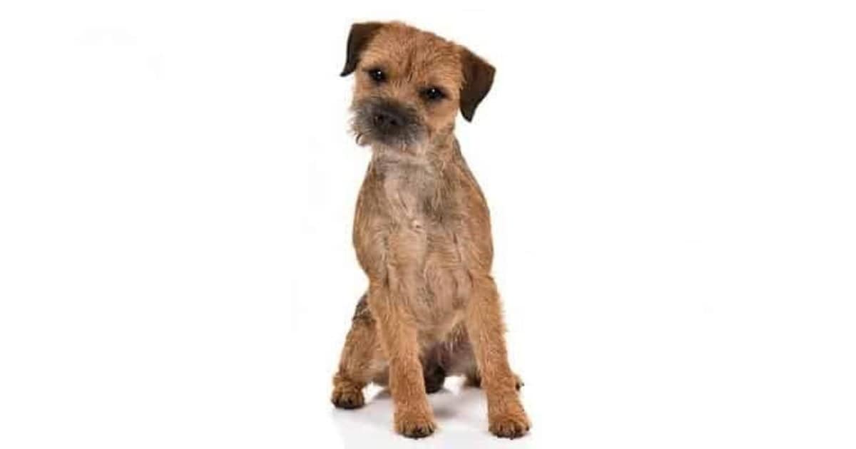 Border Terrier Border Terrier