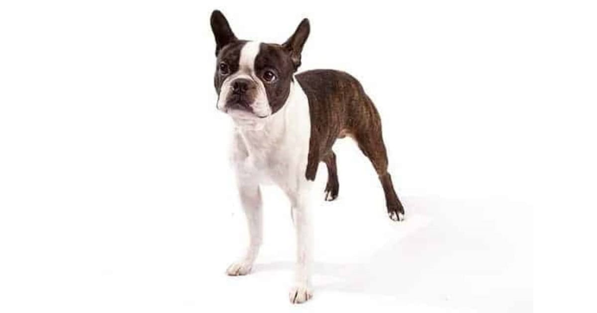 Boston Terrier Boston Terrier