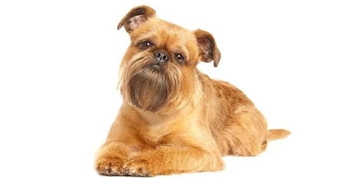 Brussels Griffon Brussels Griffon
