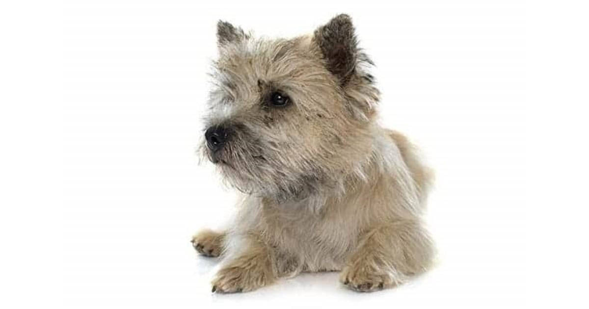 Cairn Terriers Cairn Terriers