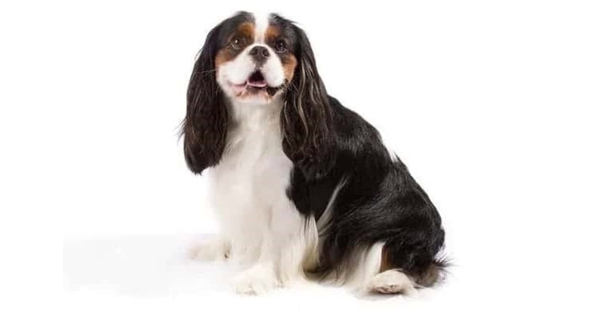 Cavalier King Charles Spaniel Cavalier King Charles Spaniel