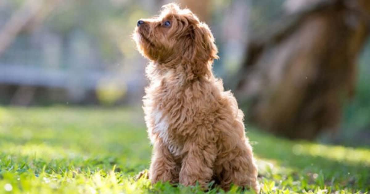 Cavoodles Cavoodle Dog